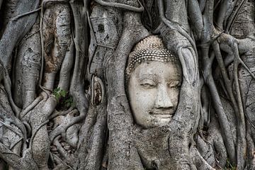 Buddha monument in tree by Bernd Hartner