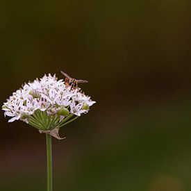 Käfer auf Blume von Liane Boddaert