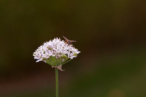 Käfer auf Blume
