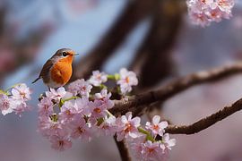 Rotkehlchen auf einem Ast im Frühling Illustration