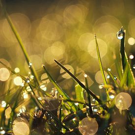 Magischer Morgentau von Sharmaine Doesberg-Pex