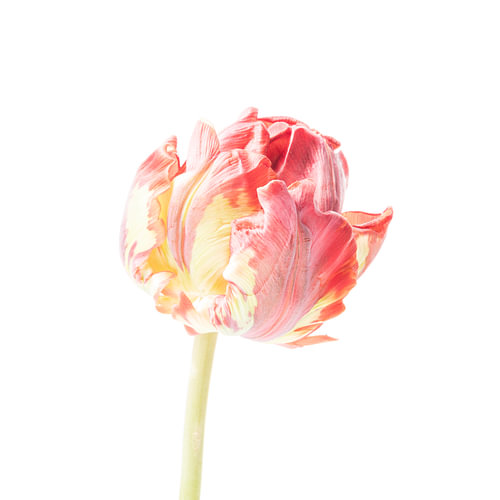 Tulp op Wit #2