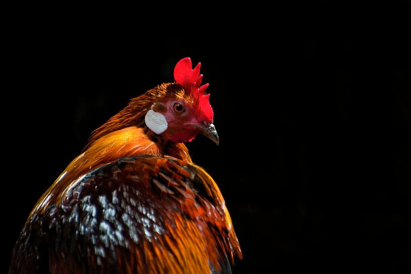 Niemals zurückblicken... nun, dann kurz von Freek Rooze