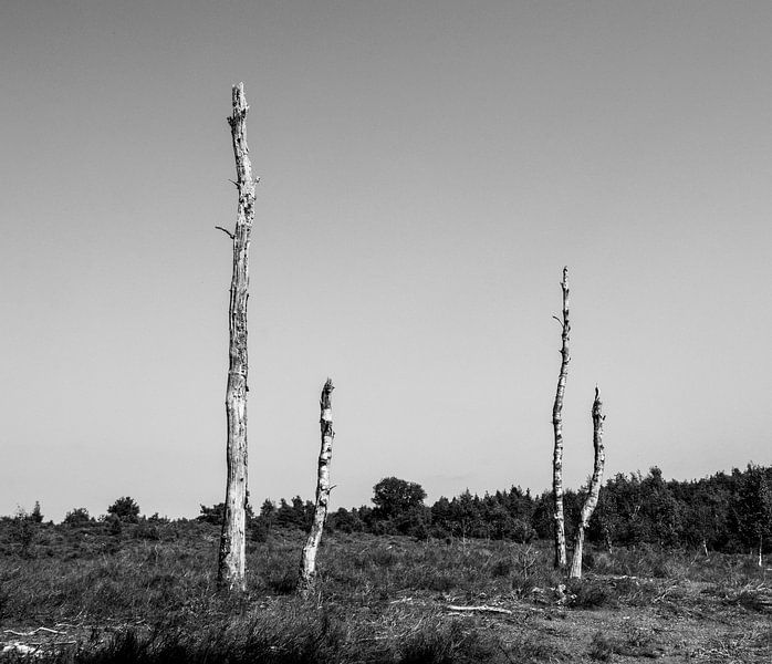 Zuvor von Crystal Clear