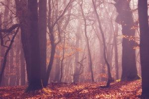 Bois de fées sur LHJB Photography