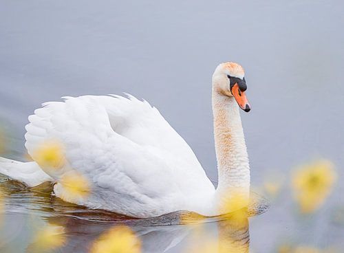 Zwaan lentesfeer