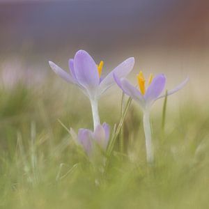 Krokus van Mireille Breen