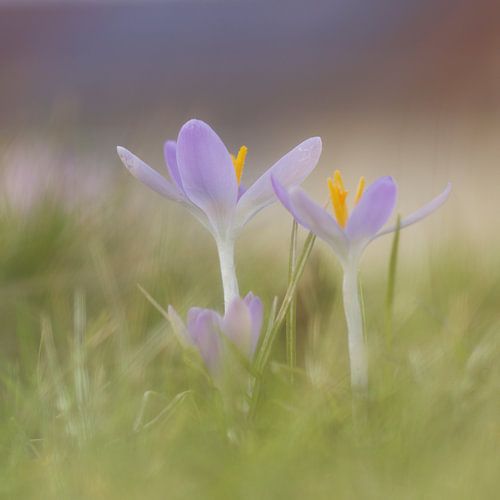 Crocus