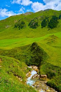Fane Alm in Südtirol , Malga Fanes