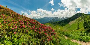 Alpenrosenblüte am Fellhorn