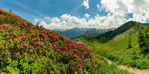 Alpenroosbloesem op de Fellhorn