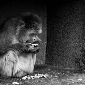 Japanese Macaque by Bas Witkop