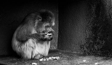 Japanse makaak van Bas Witkop