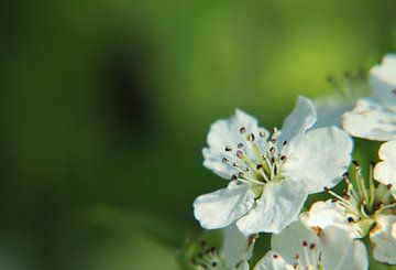 Jungfräuliches Weiß von Marije Zwart