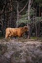 Schotse Hooglanders, Wezepsche Heide van S van Wezep thumbnail