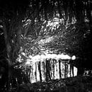Het mysterie van het bos in de winter van Rene  den Engelsman thumbnail