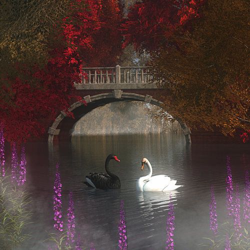 Dierenrijk – Zwart en witte zwanen