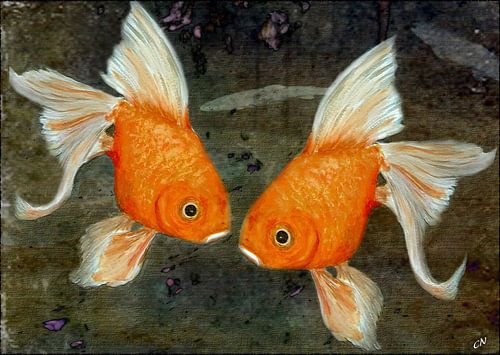 Turtel vis - goudvis