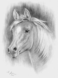 Horse Portrait Pencil Drawing by Marita Zacharias