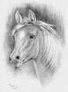 Pferdeportrait Bleistiftzeichnung von Marita Zacharias Miniaturansicht
