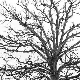 chêne mort en noir et blanc sur Jan Fritz