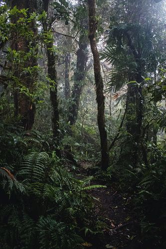 Monteverde Cloud Forest – Het Nevelwoud van Costa Rica