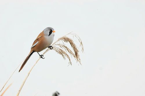 Baardmannetjes
