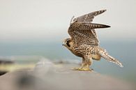 Wanderfalke ( Falco peregrinus ) sitzt auf der Dachkante eines hohen Hauses, schlägt mit den Flügeln von wunderbare Erde Miniaturansicht