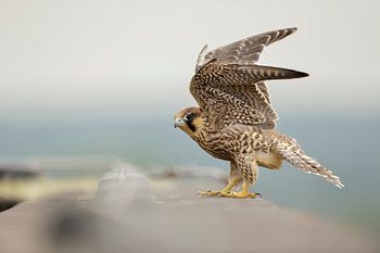 Slechtvalk ( Falco peregrinus ) zit op de dakrand van een hoog huis, slaat met zijn vleugels