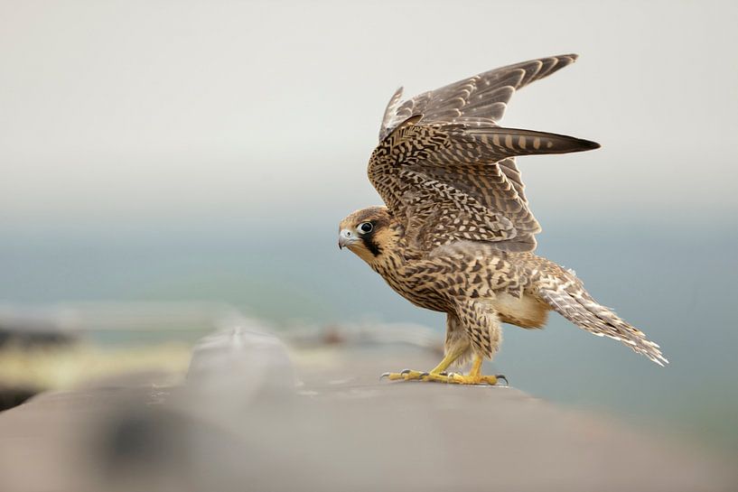 Wanderfalke ( Falco peregrinus ) sitzt auf der Dachkante eines hohen Hauses, schlägt mit den Flügeln von wunderbare Erde