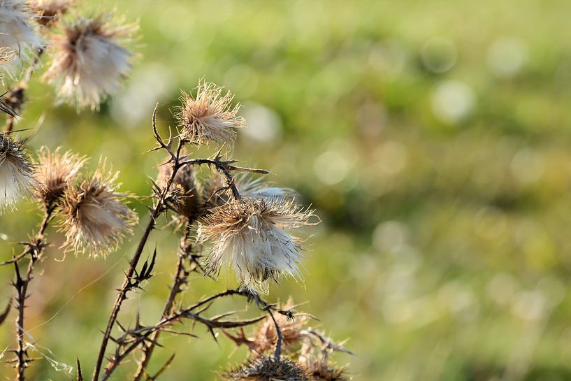 Thistle by the wayside by Heiko Kueverling