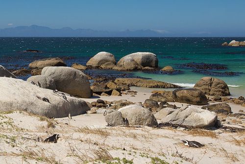 Boulders Pinguins in Zuid Afrika