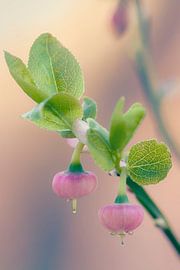 A dreamlike scene of blueberries in bloom by Rêve