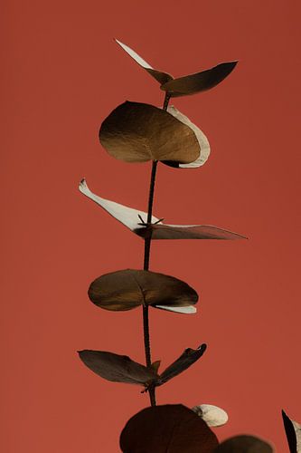 Eucalyptus Goud Roest 04