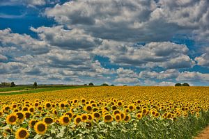 Sonnenblumen im Nordelsass