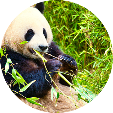 Reuzenpanda die bamboe eet. De bedreigde beer uit Azië met zwarte van Martin Köbsch