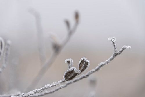 Rijp op een tak na een koude nacht