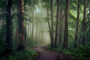 Sur le sentier sinueux du bois enchante