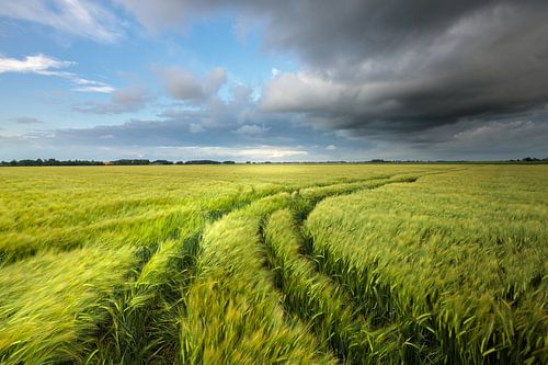 Donkere wolken drijven over de graanvelden in het Hoge Land van Groningen tijdens een warme zomeravo
