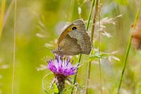 Bruchwasserläufer auf Distel