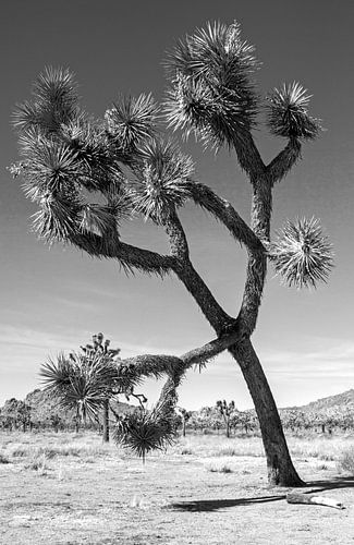 Joshua Tree National Park zwart wit