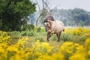 galopperend paard van Pim Leijen