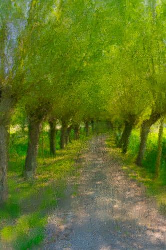 Een dreef van oude wilgenbomen