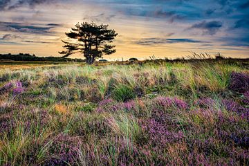 Purple heather in the dunes at a Sunrise by eric van der eijk