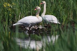 Schwanenpaar mit Jungtieren von Michel Jansen Photography