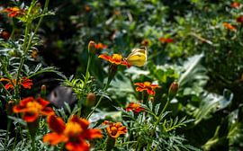 Orange Lucerne butterfly on an african (flower) by Layla Scheffer