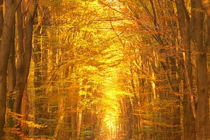 Blick in einen Buchenwald im Herbst