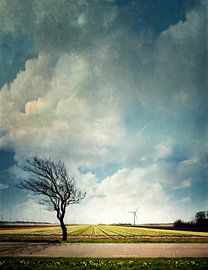 champs de tulipes sur Vera Kämpfe