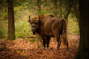Wisent-Stier im Wald