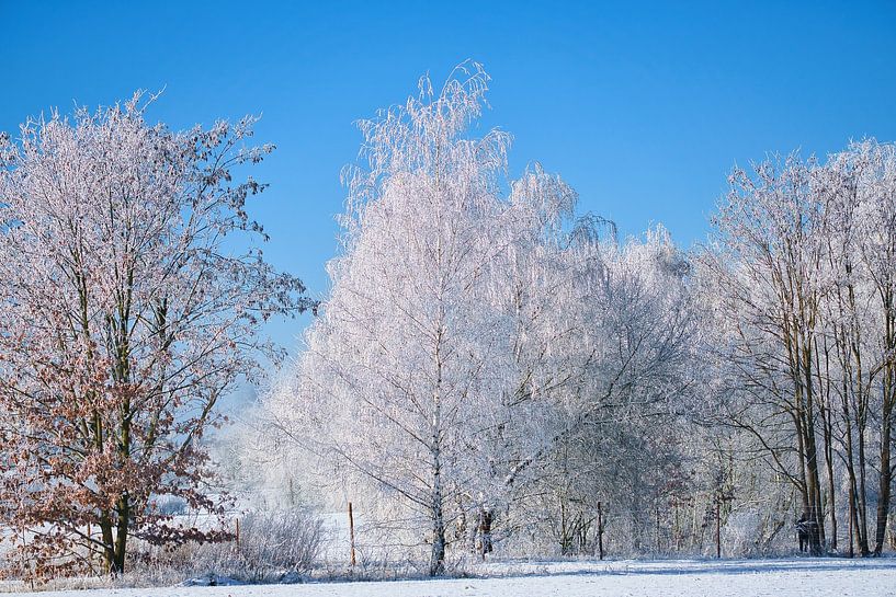 Winter landscape with snow and frost covered birch trees by Martin Köbsch